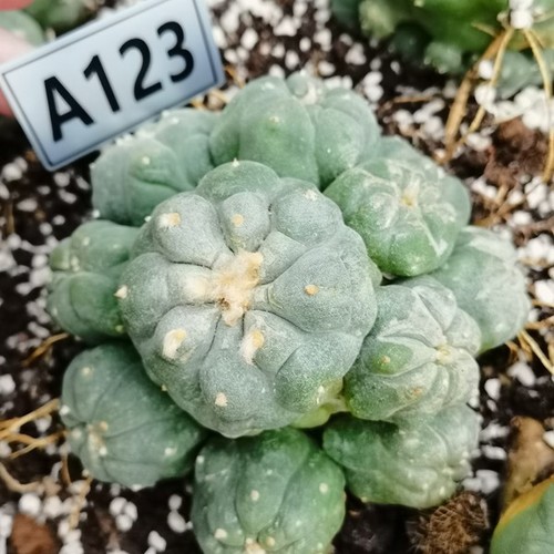 A123 planta suculenta de - a123, --
